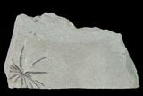 Pennsylvanian Fossil Horsetail (Annularia) - Kentucky #136788-1